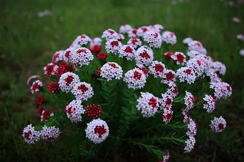 狼毒花图片,荒野中的神秘之花